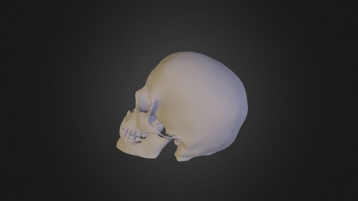 Scull Geant Fix02 3D Model