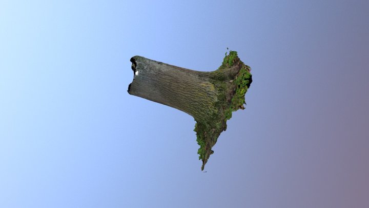 Tree 1 3D Model