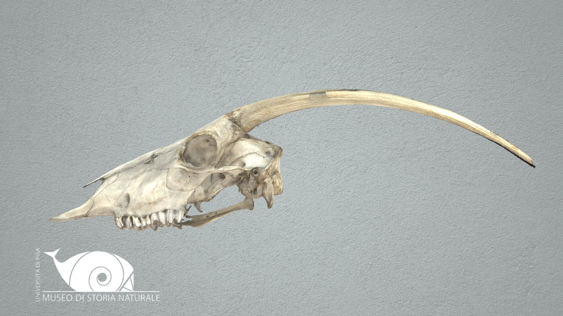 Scimitar oryx - 3D model by Natural History Museum, University of Pisa ...