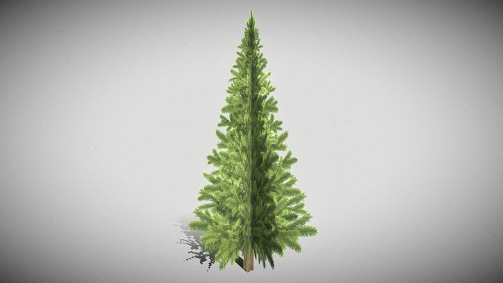 Pine Tree (Lowpoly)