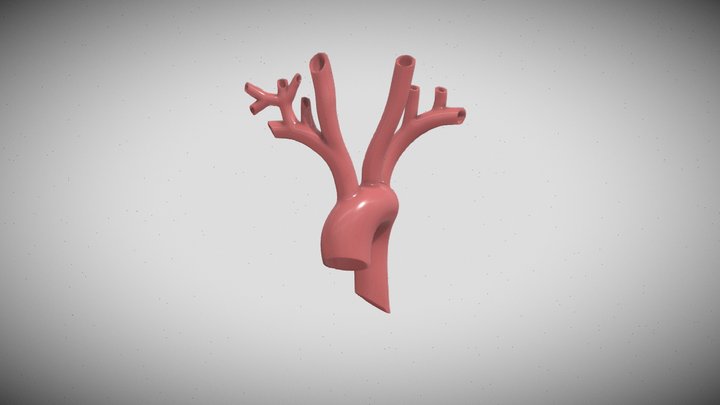 human aorta 3D Model