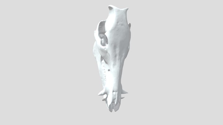 bezalel about rotational 3D Model