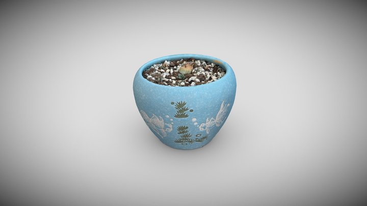 多肉植物 3D Model