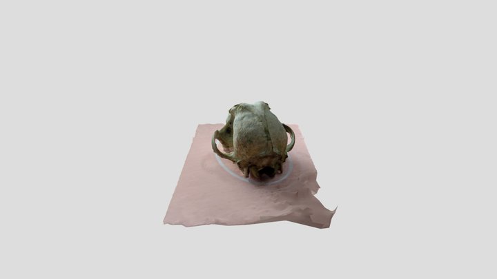 Fox skull 3D Model