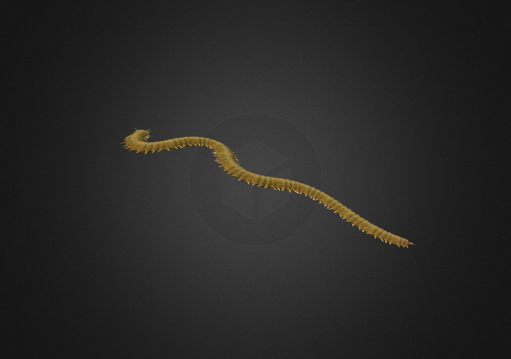 2 - Nereis vexillosa - 3D model by iTechnol [2906b98] - Sketchfab
