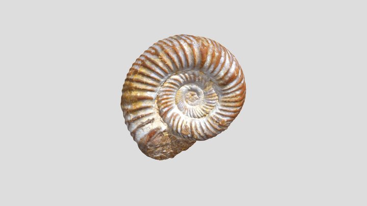 Ammonite 1 8M 3D Model