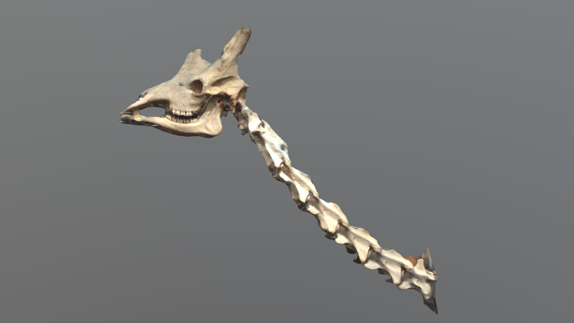 Cou Girafe - Download Free 3D model by Tavernier Amaury (@svtavernier ...