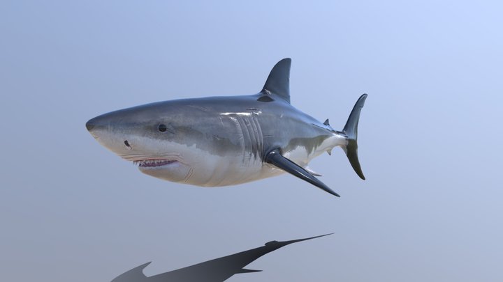 Shark 3D Model