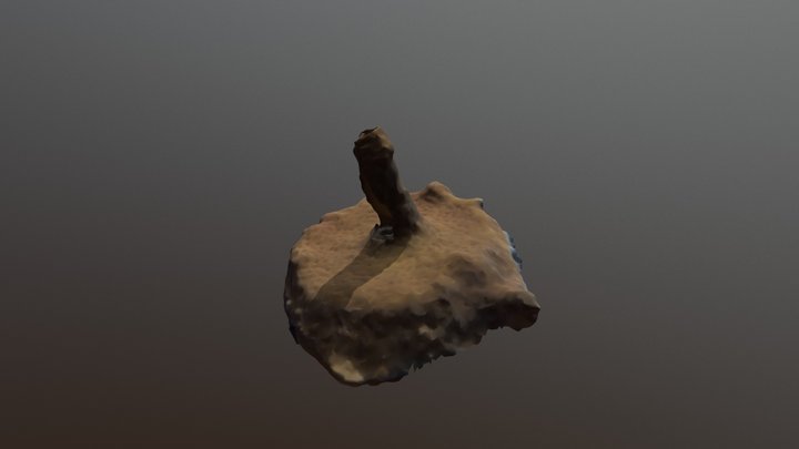 Coral Test 3D Model