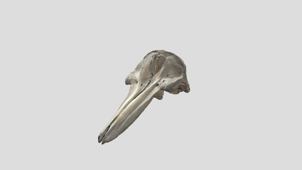 STodd_dolphin skull