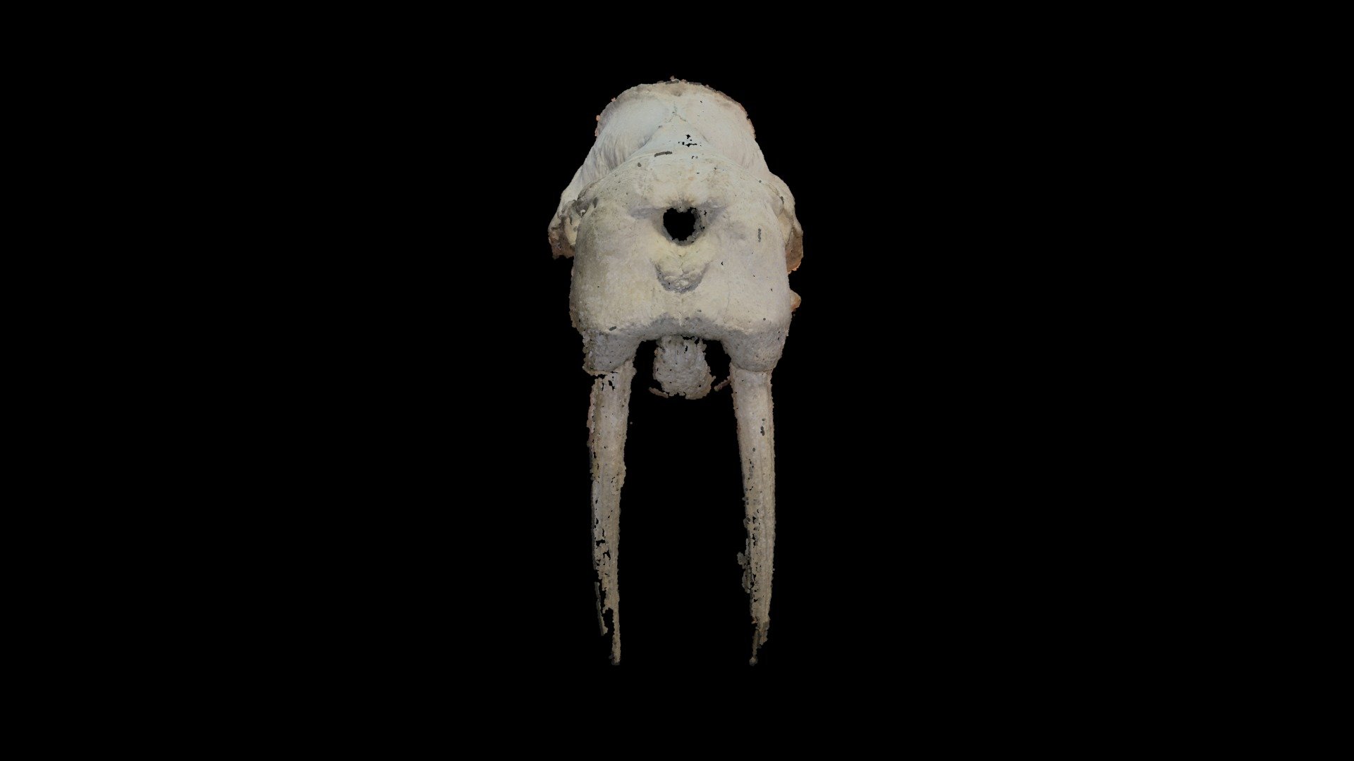 Final Walrus 3D Model