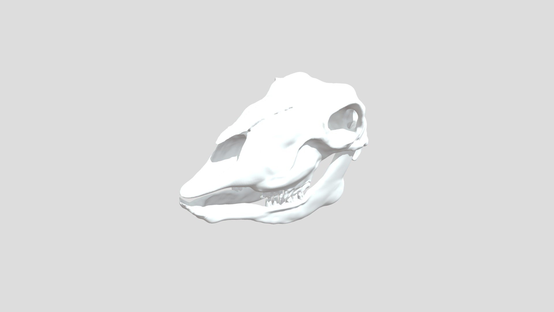 Sheep Skull