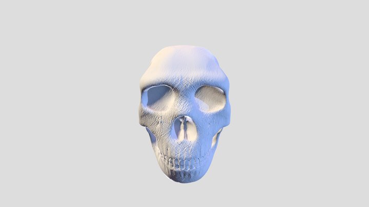 Skull 3D Model