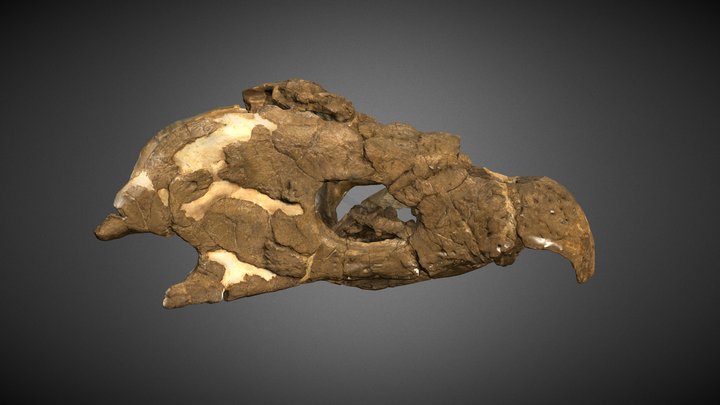 Archelon skull 3D Model