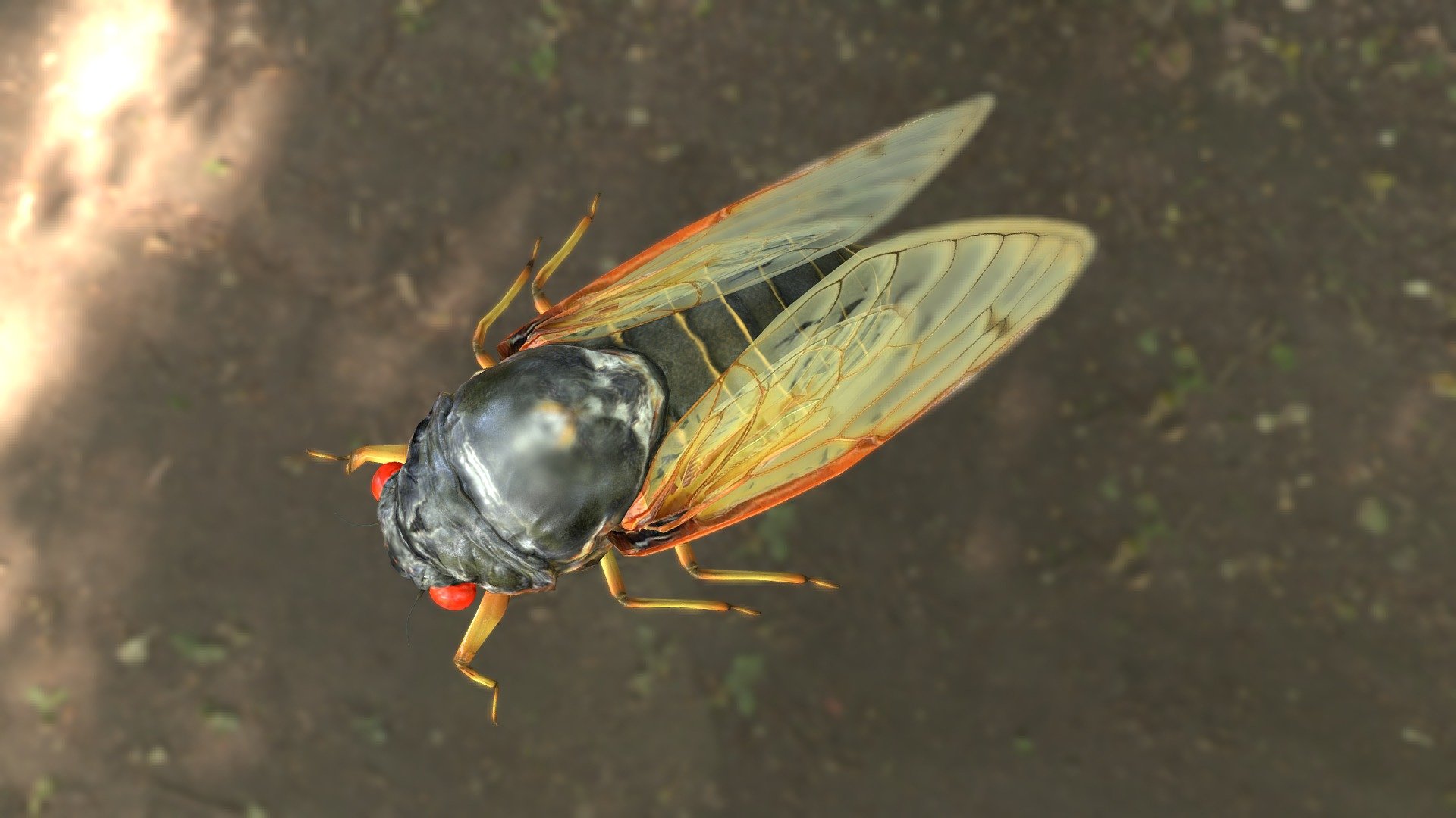 pharaoh cicada