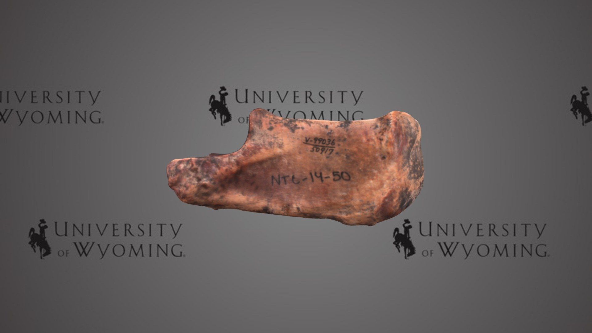 UW 50917 - Equus, Left Calcaneum