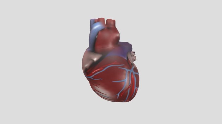 Jantung 15 Oktober 2024 3D Model