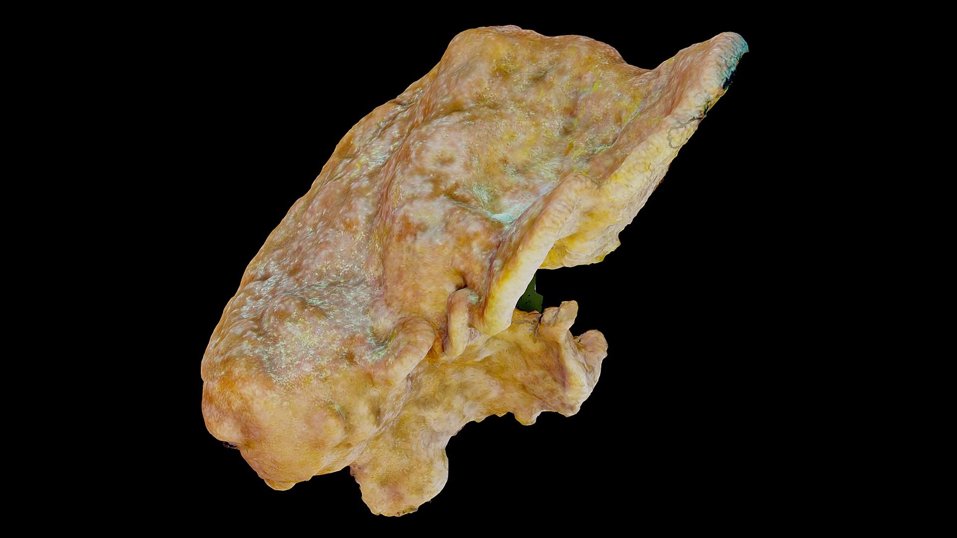 #25: Agelas dilitata