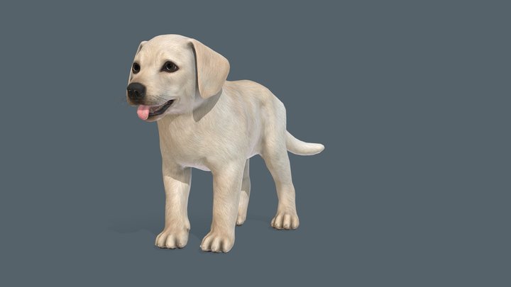 Puppy - Labrador 3D Model