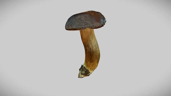 Real mushroom 0064 (Boletus badius) 3D Model