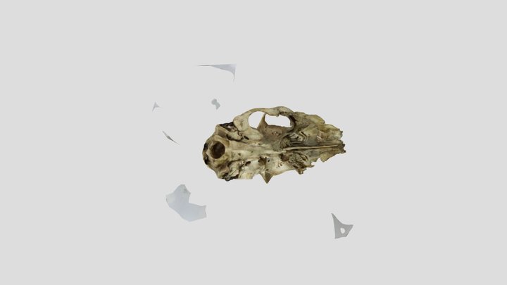 Deer skull all round 3D Model