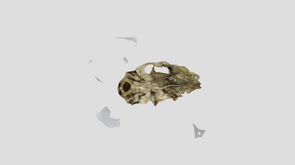 Deer skull all round