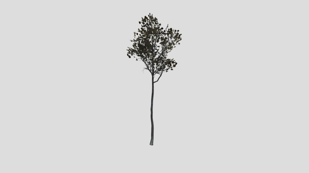 Tree Quakingaspen D1
