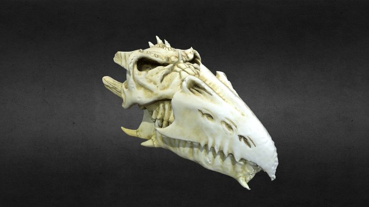 Dragon Skull - Hi Res 3D Model