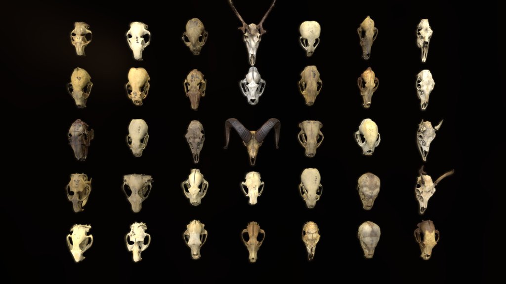 Lowpoly Animal Skulls - 1