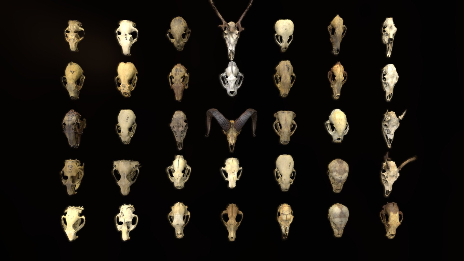 Lowpoly Animal Skulls - 1 - Download Free 3D model by Loïc Norgeot  (@norgeotloic) [2938b82]