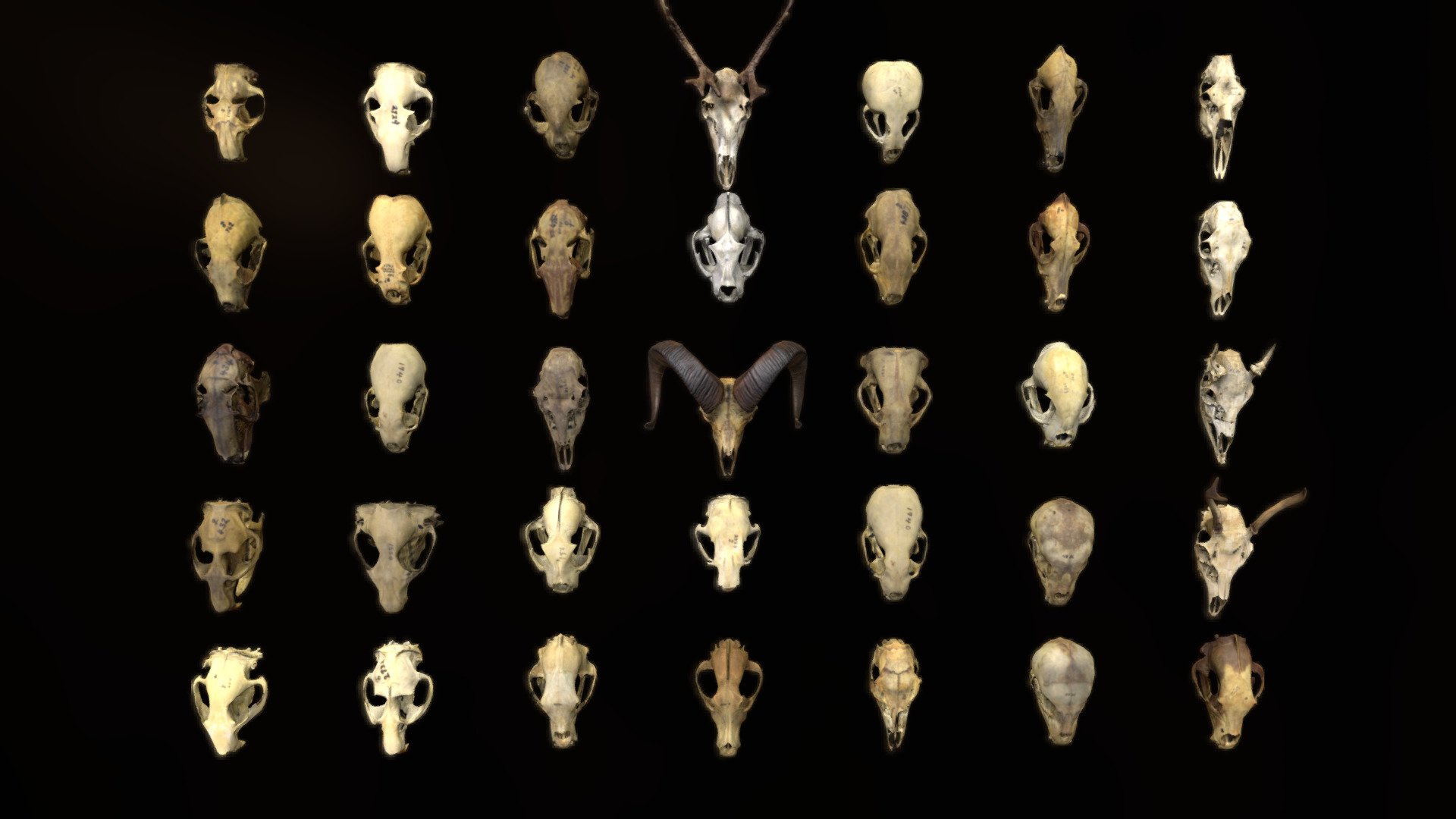 Lowpoly Animal Skulls 1 Download Free 3D model by Loïc