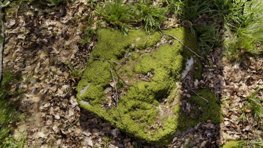 West Woods 8