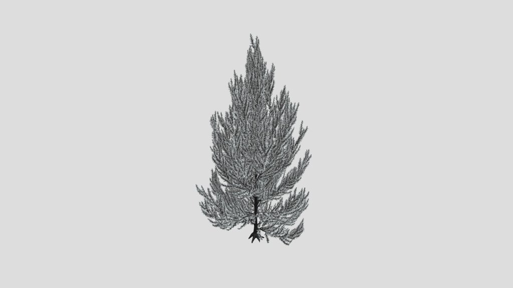 Pinus Flexilis Vanderwolf Pyramid