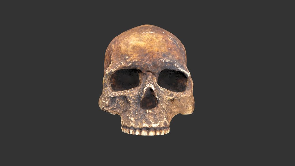 Homo sapiens (Cro-Magnon I) Skull (1979rp16-1)