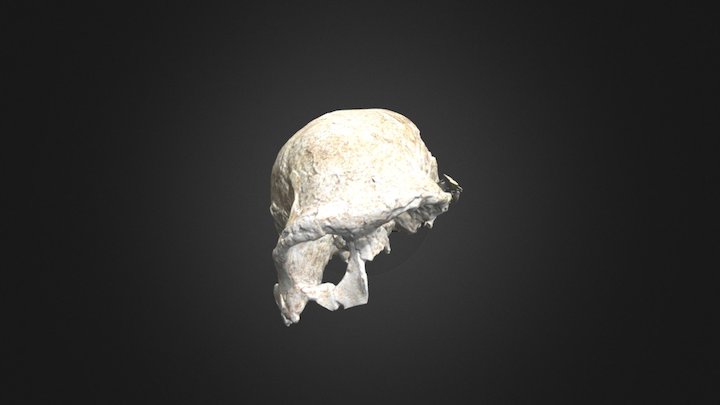 ER 3883 3D Model