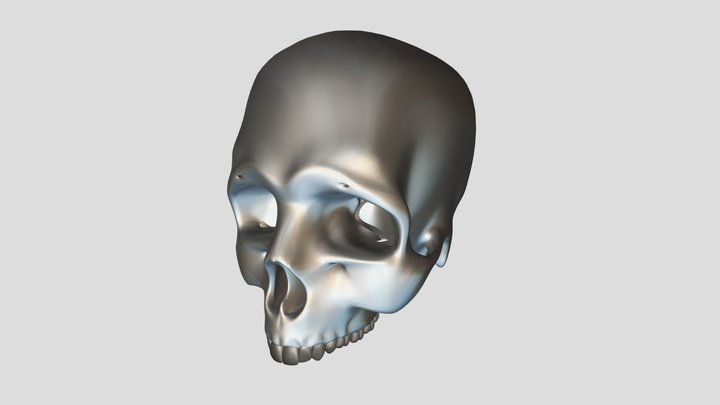 Realistic Human Skull 3D Model
