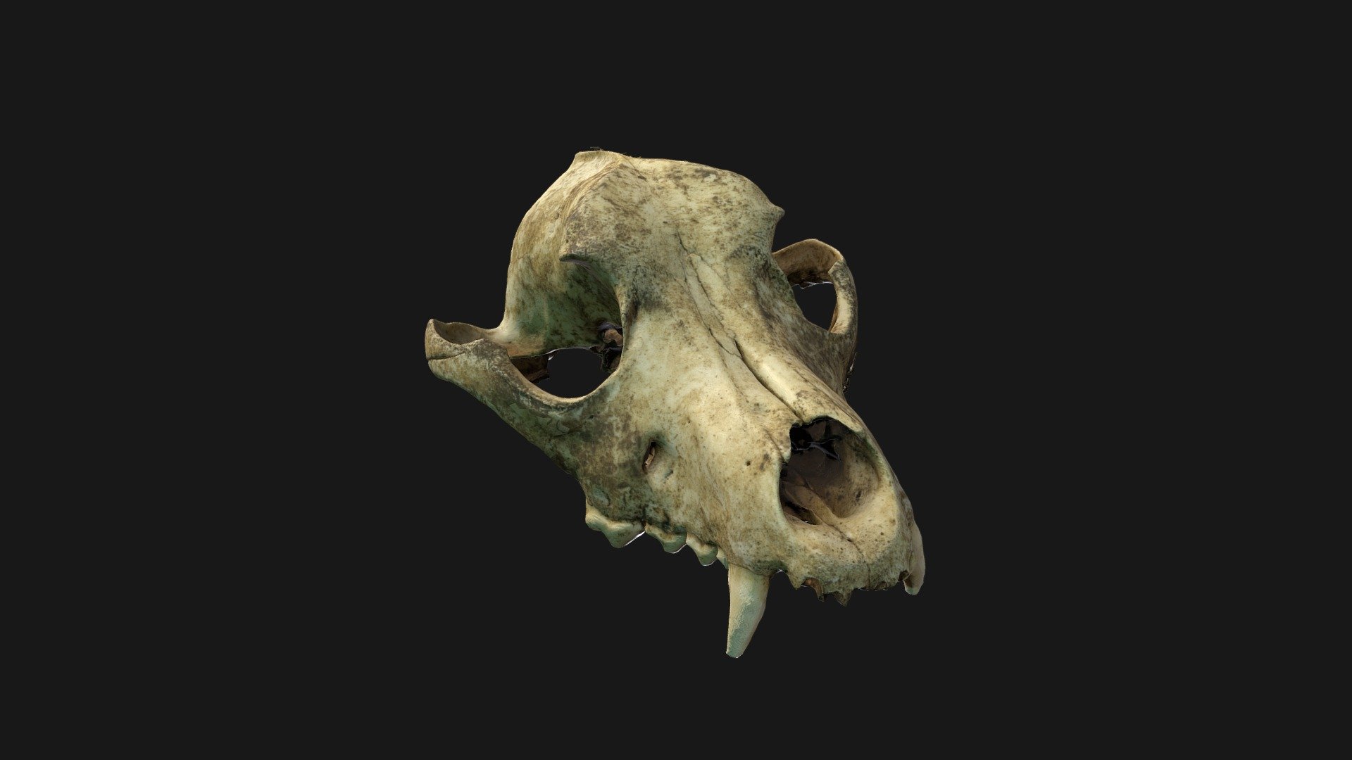 Canine Skull