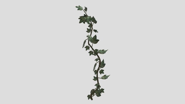 Single Ivy Vine