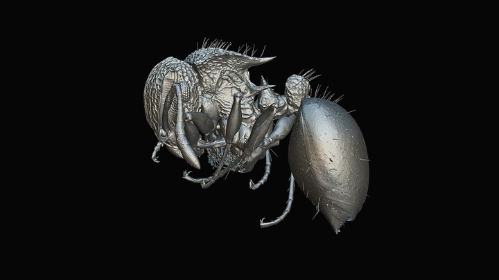 Meranoplus magrettii 3D Model