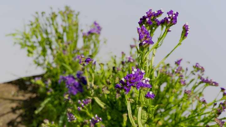 Statice / Limonium sinuatum (スターチス） – Modello 3D gratuito STL