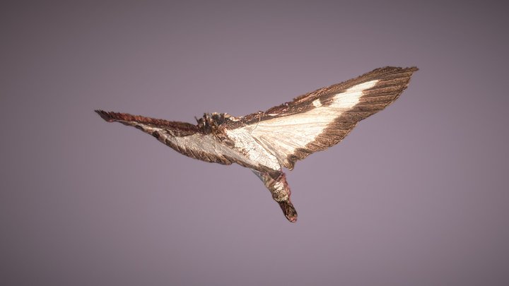 Moth 3D Model