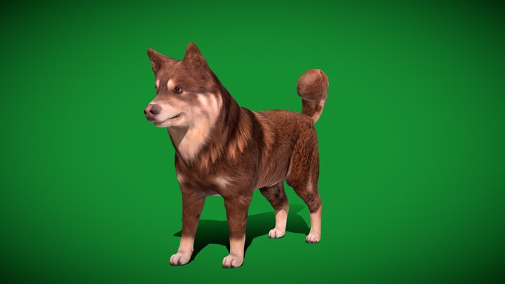 Finnish Lapphund Dog Breed (Game Ready) 3D Model
