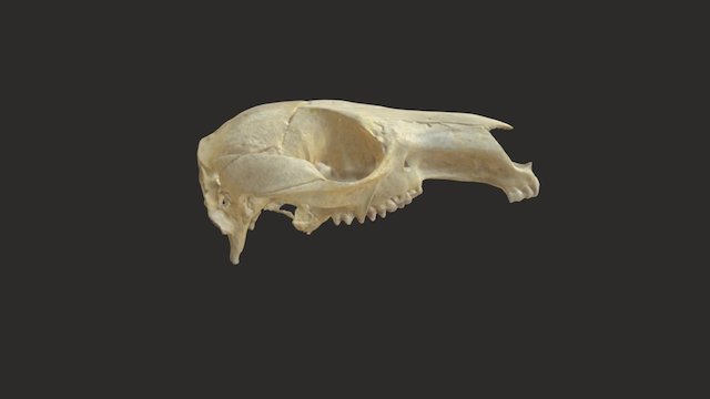 Macropus rufogriseus 2009-3973 MZB 3D Model