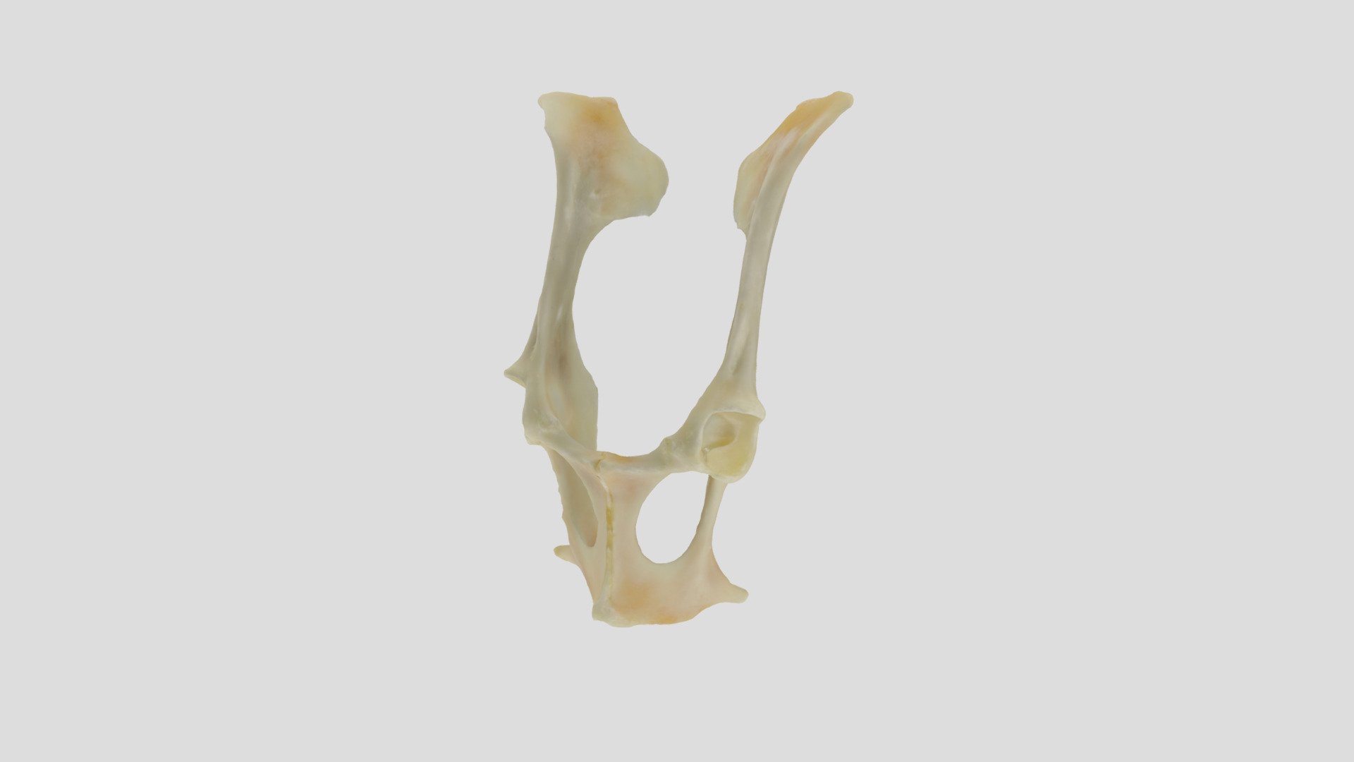 Capra ibex #16118 - 3D model by SMA-UniGe [295258f] - Sketchfab