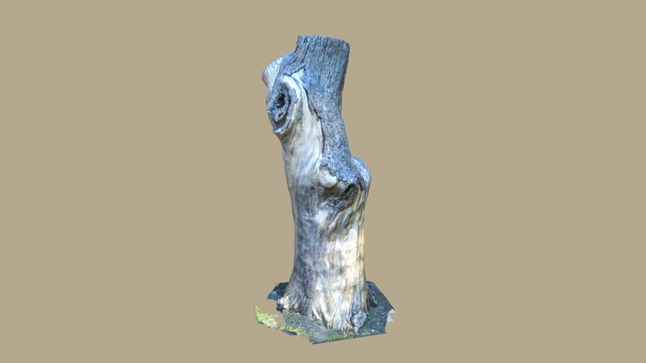 Tree Stump June 2021 3D Model