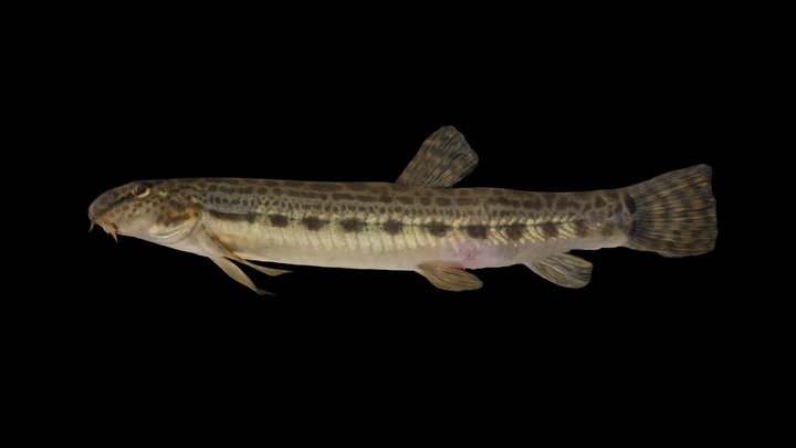 CC0 ヤマトシマドジョウ 🐟 ♂ Japanese Striped Loach – Free 3D Model STL