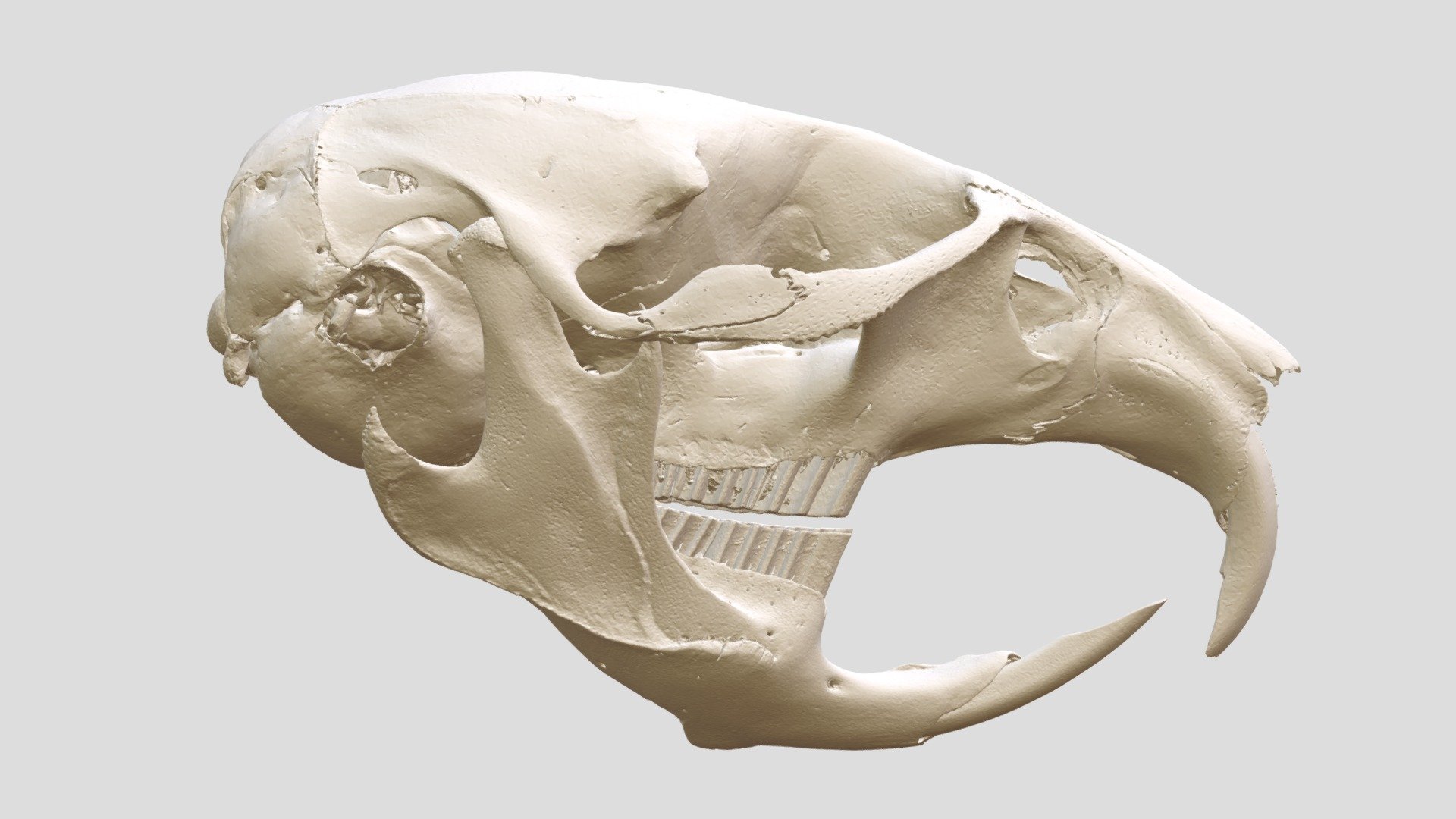 世界の博物館の骨格標本と レプリカ | アンフィ合同会社 ＆ レプリカを
