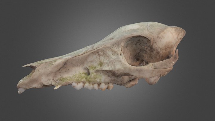 Young boar skull 3D Model