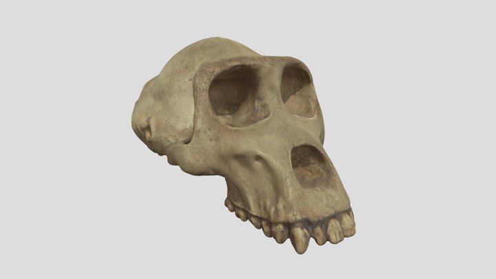 Crâne 5 3D Model