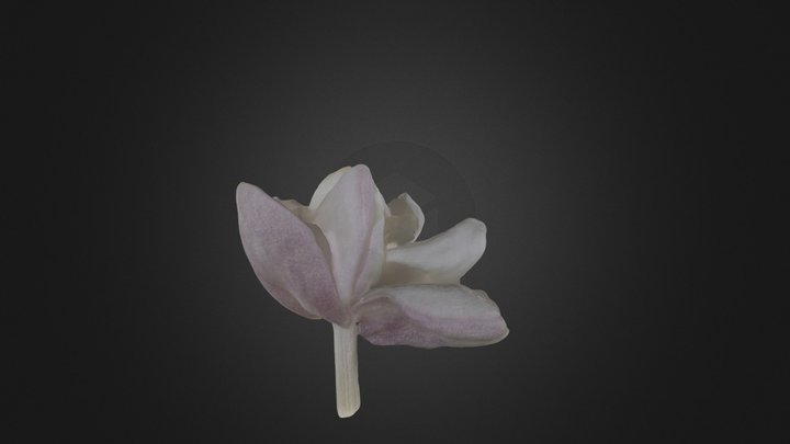 茉莉花 The Flower of Jasminum sambac 3D Model